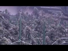 1200W Full Spectrum LED Grow Light Dimmable 2400*1100mm Tamanho Full Spectrum Lâmpada de Chão Para Plantas